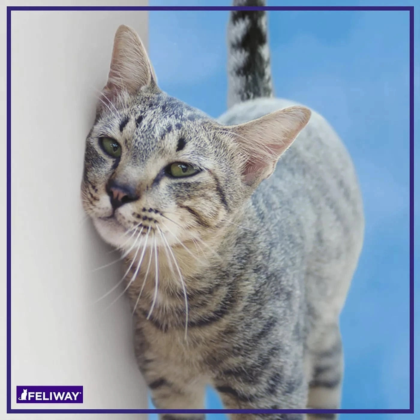 FELIWAY CLASSIC Diffuser Kit for Cats