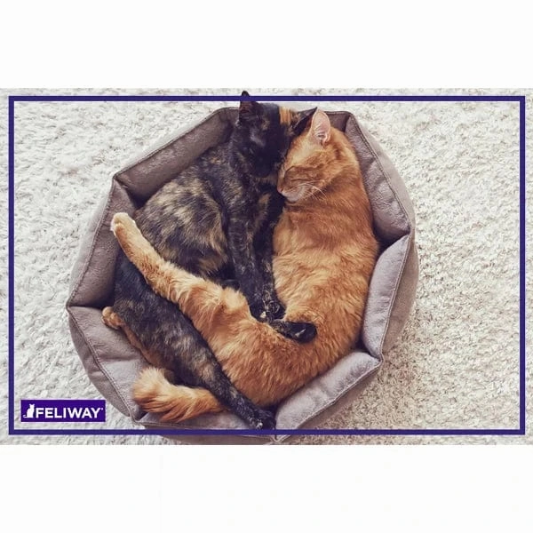 FELIWAY FRIENDS Diffuser Kit for Cats