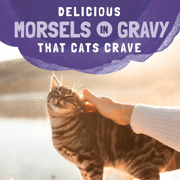 Natural Balance Platefulls Chicken & Chicken Liver Recipe Morsels in Gravy Cat Food Pouch