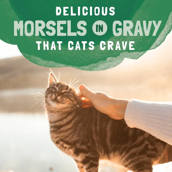 Natural Balance Platefulls Chicken & Giblets Recipe Morsels in Gravy Cat Food Pouch