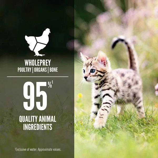 Orijen Chicken & Salmon Entre Canned Kitten Food