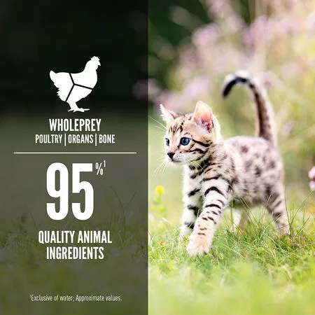 Orijen Chicken & Salmon Recipe Canned Kitten Food
