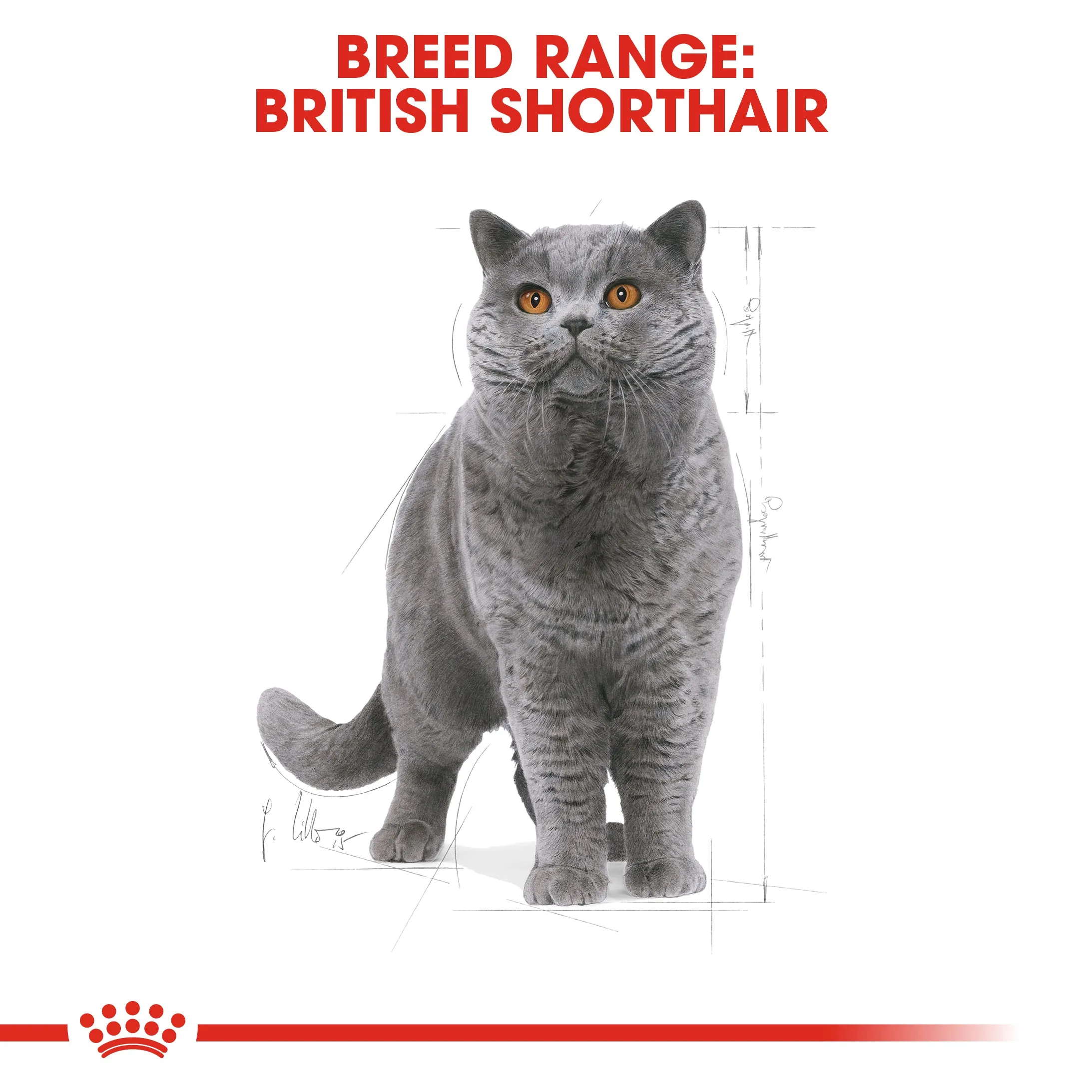 Royal Canin - Ragdoll Breed Adult Cat Dry Food (10kg)
