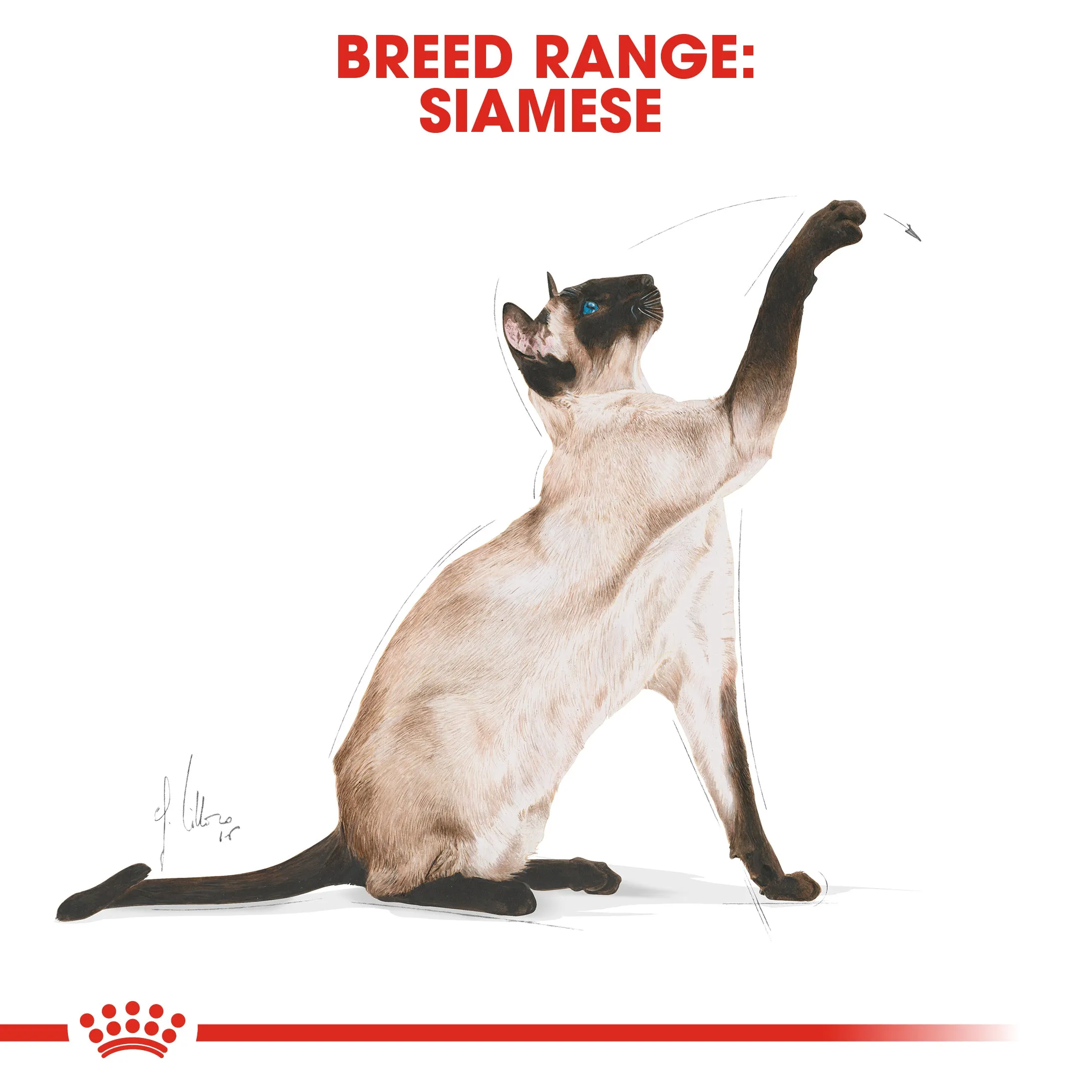 Royal Canin - Siamese Breed Adult Cat Dry Food (4kg)