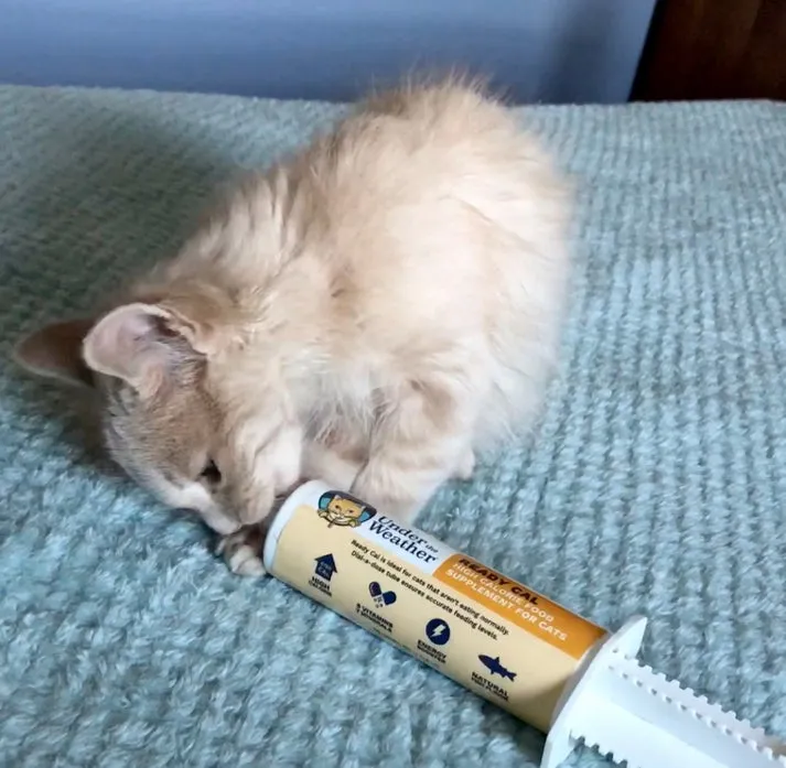 Under the Weather Ready Cal High-Calorie Supplement For Kittens