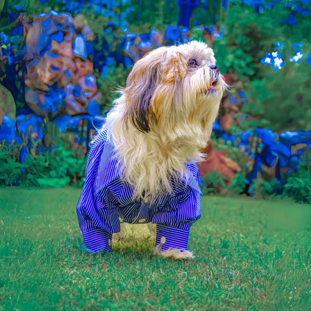Woofiezz Nautical Party Shirt for Dogs and Cats (Blue)